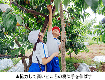 協力して高いところの桃に手を伸ばす砂丘桃栽培体験