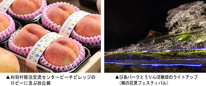 左：刈羽村宿泊交流センターピーチビレッジのロビーに並ぶ 砂丘桃　右：ぴあパークとうりんぼ桃畑のライトアップ
