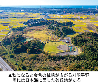 秋になると金色の絨毯が広がる刈羽平野。奥には日本海に面し た砂丘地がある