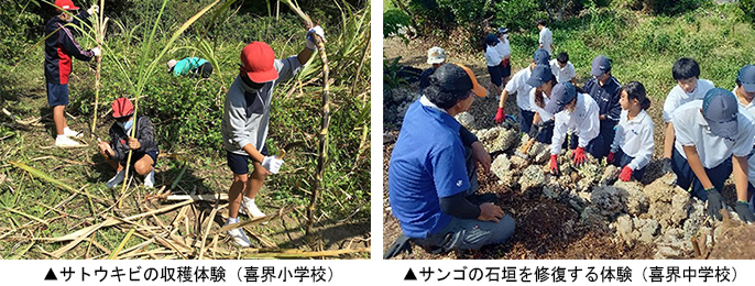 ▲左：サトウキビの収穫体験（喜界小学校）　▲右：サンゴの石垣を修復する体験（喜界中学校）