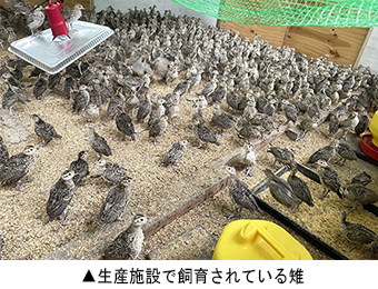 生産施設で飼育されている雉