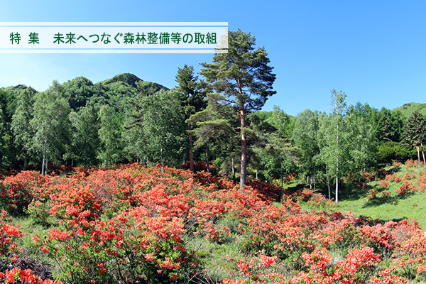 立原高原に咲き誇るレンゲツツジ