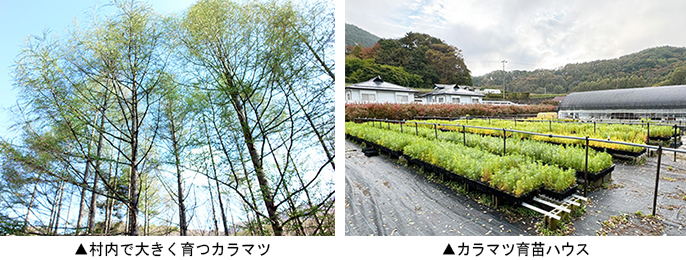 左：村内で大きく育つカラマツ　右：カラマツ育苗ハウス