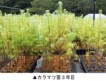 カラマツ苗３年目