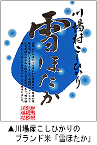 川場産こしひかりのブランド米「雪ほたか」