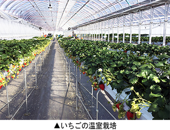 いちごの温室栽培