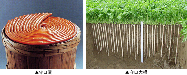 ▲左:守口漬 ▲右:守口大根