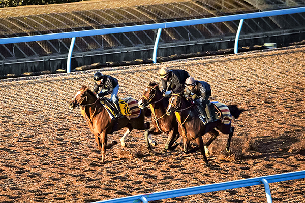 美浦トレーニング・センターの調教風景