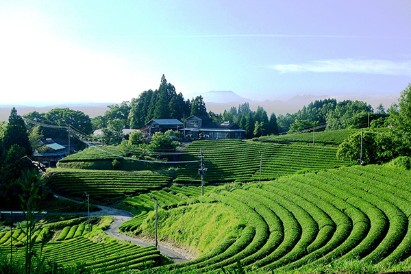 茶畑