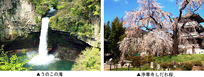 ▲左：うのこの滝　▲右：浄専寺しだれ桜