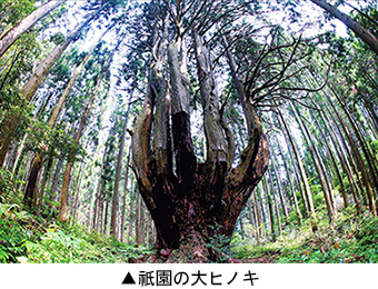 祇園の大ヒノキ