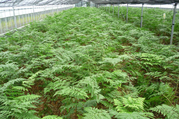 レザーリーフファン圃場