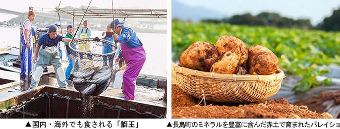 左：国内・海外でも食される「鰤王」　右： 長島町のミネラルを豊富に含んだ赤土で育まれたバレイショ