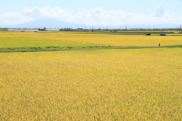 黄金色に染まる津軽平野