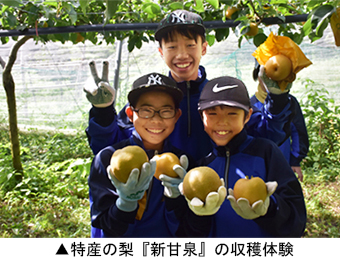 特産の梨『新甘泉』の収穫体験