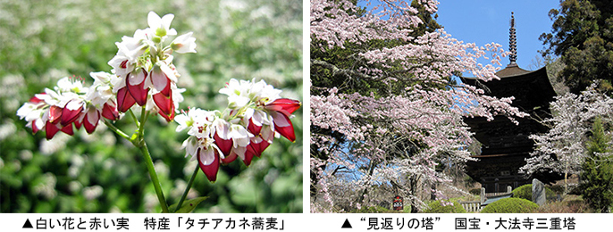 左：白い花と赤い実 特産「タチアカネ蕎麦」　右：“見返りの塔” 国宝・大法寺三重塔