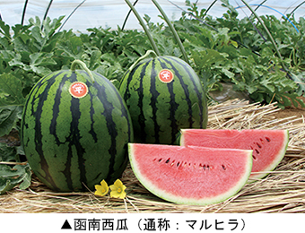 函南西瓜（通称：マルヒラ）