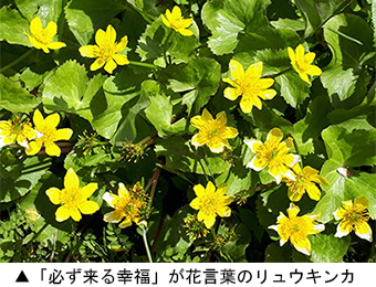 「必ず来る幸福」が花言葉のリュウキンカ
