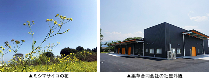 左：ミシマサイコの花　右：薬草合同会社の社屋外観