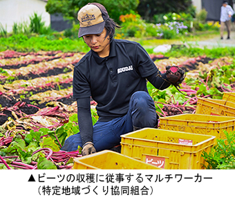 ビーツの収穫に従事するマルチワーカー（特定地域づくり協同組合）