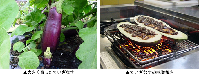 左 :大きく育ったていざなす 右:ていざなすの味噌焼き