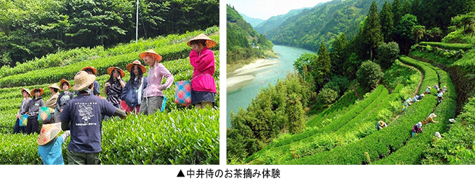 中井侍のお茶摘み体験