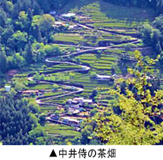 中井侍の茶畑