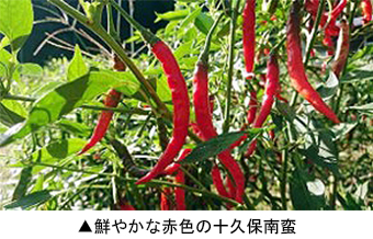 鮮やかな赤色の十久保南蛮