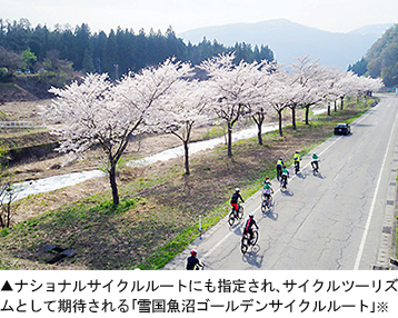 ナショナルサイクルルートにも指定され、サイクルツーリズ ムとして期待される「雪国魚沼ゴールデンサイクルルート」※