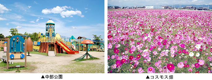 左：中部公園　右：コスモス畑