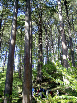 樹齢300年を超える、木曽ヒノキ天然林の写真