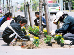 道路植樹帯花壇への花の植栽風景の写真
