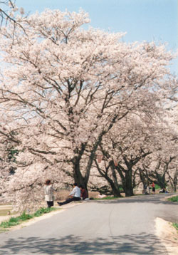 南部町の桜の写真
