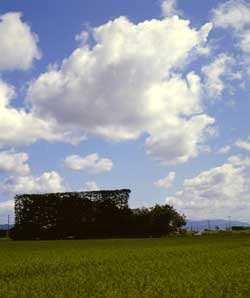 築地松の写真