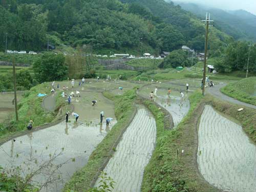 稲渕地区の棚田の風景写真