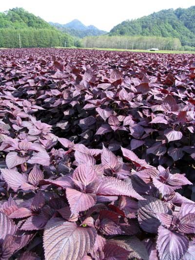 北海道白糠町の写真