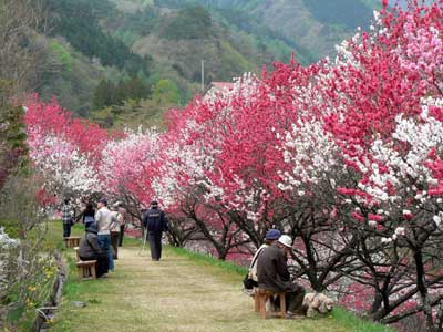 長野県阿智村の写真