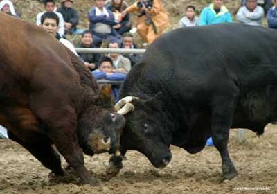 超大型の闘牛が角を突き合わせる闘牛大会の写真