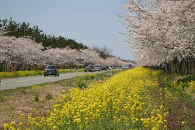 秋田県大潟村の写真