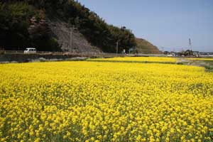 国道・県道沿いの水田に植栽した菜の花