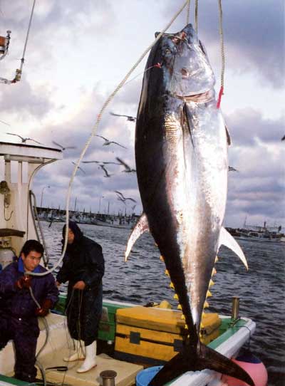 青森県大間町　マグロ漁の写真