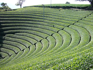 和束の茶畑の様子の写真