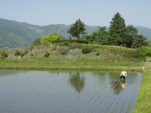 田園風景の写真