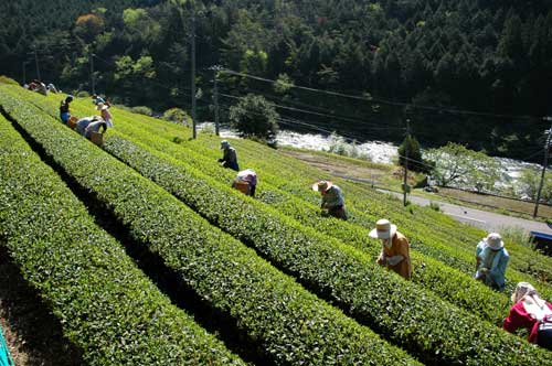 茶畑の様子の写真