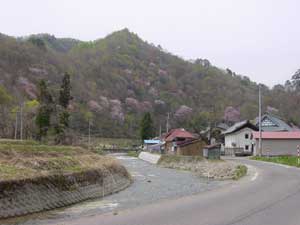 戸赤の山桜の写真