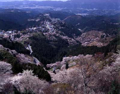 桜を空撮した様子の写真