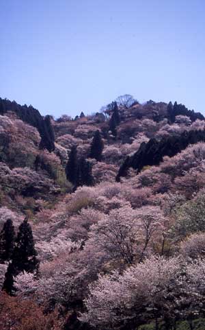 吉野の桜の写真