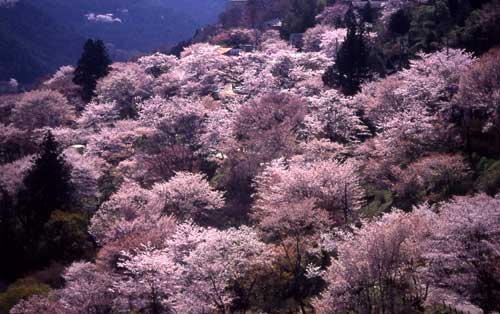 満開を迎えた下千本の桜の様子の写真