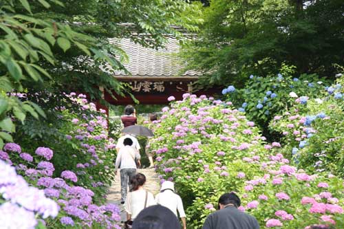 古刹本光寺の様子の写真