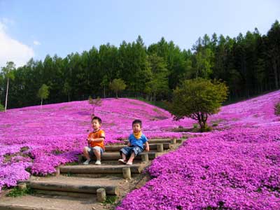 芝ざくらと子どもの写真